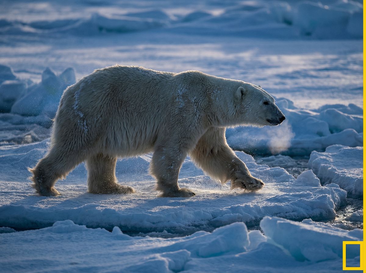 呦呦视频北极熊视频